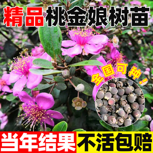 桃金娘树苗常绿山菍子树地稔子小苗南方北方种植捻子庭院盆栽果苗