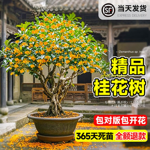 桂花树苗大树四季桂金桂状元红丹桂大型绿植室内外办公室庭院老桩