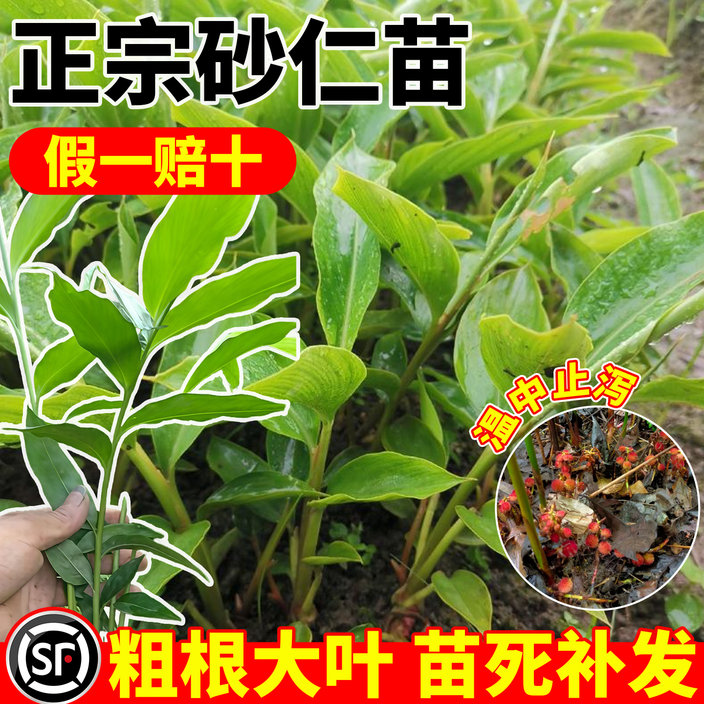 砂仁种苗阳春特产带土带叶阳台盆