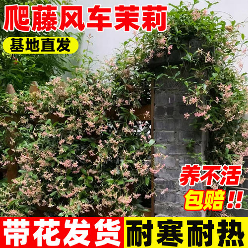 粉色风车茉莉花苗爬藤植物大苗开