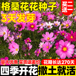 花种子籽格桑花波斯菊花种子四季开花室内阳台庭院盆栽百日草种孑