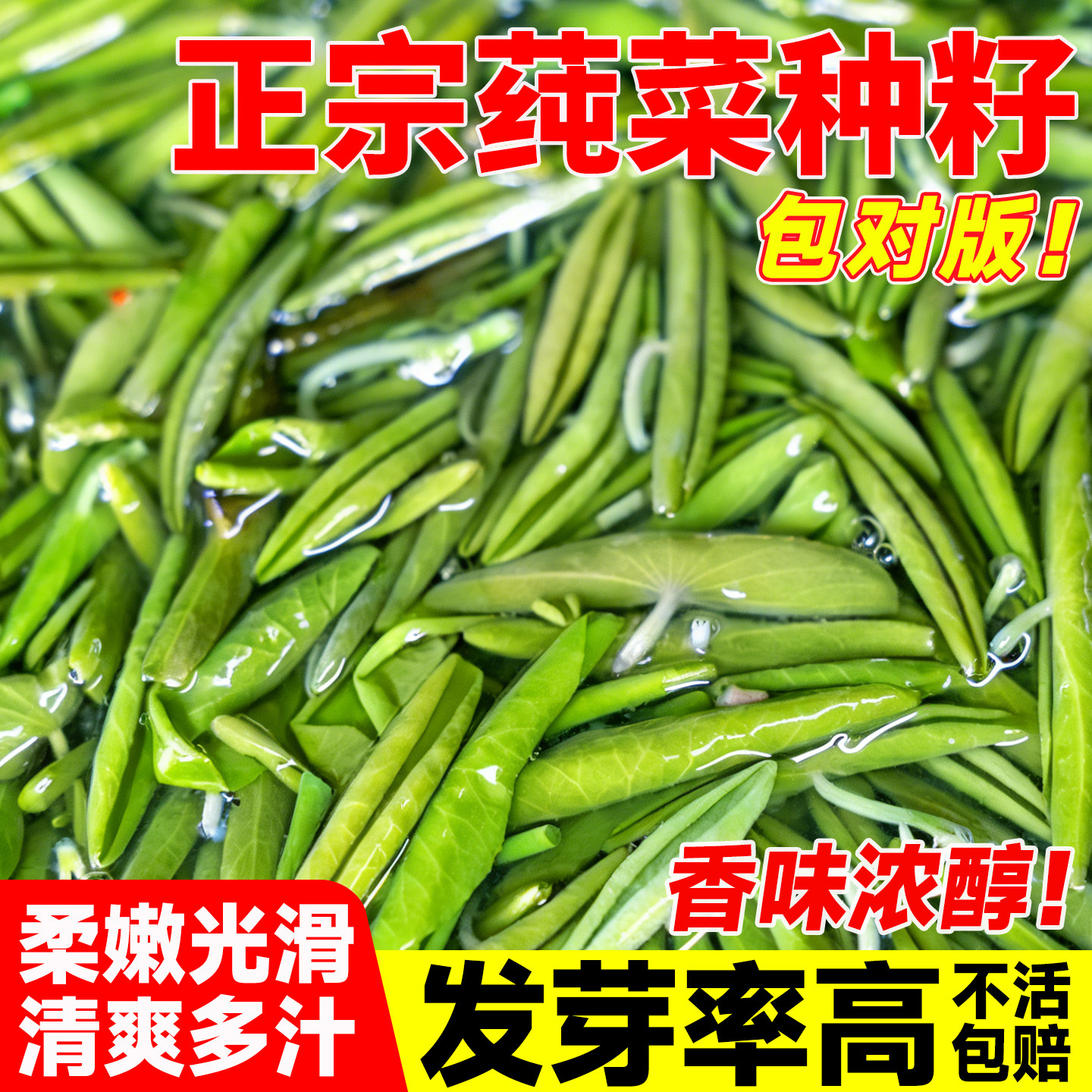 莼菜种子苗水生植物莼菜种苗莼菜木根茎马蹄菜水生菜种子盆栽大苗