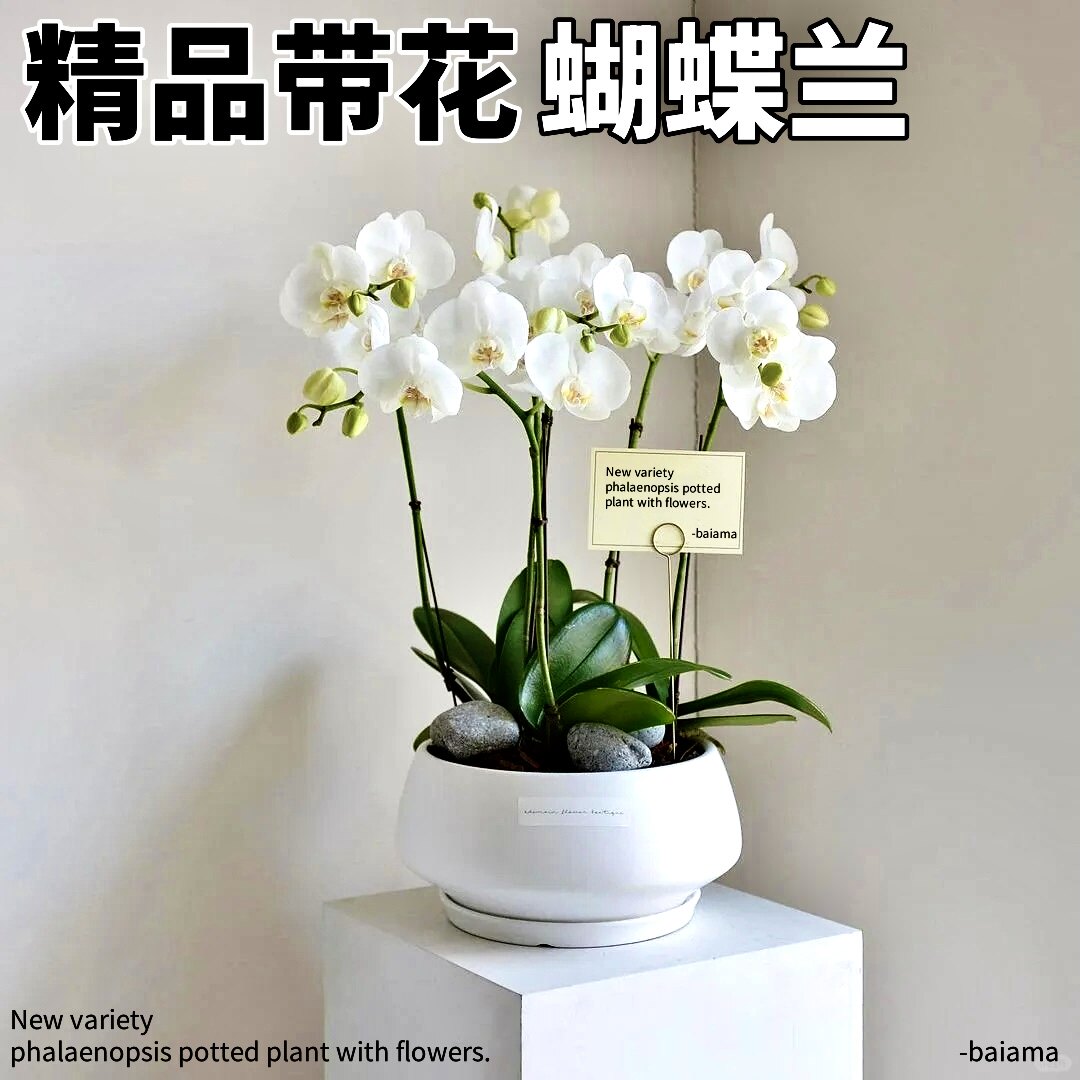 蝴蝶兰花苗鲜花卉盆栽带花苞双剑