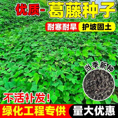 葛藤种子四季草坪种籽爬藤护坡固