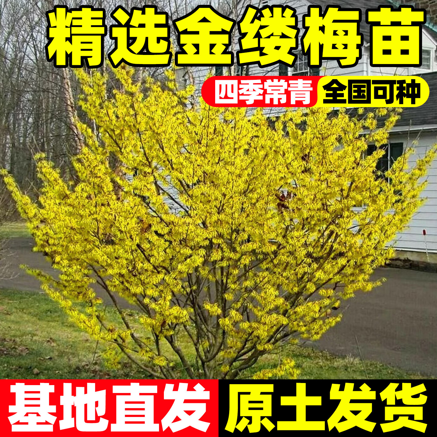 金缕梅盆栽花苗木香里牛踏果盆栽