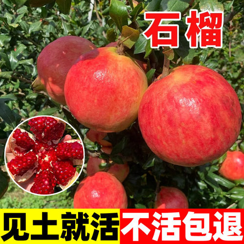 石榴种子盆景四季播种水果种籽