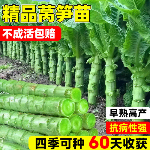 红叶莴笋秋冬季莴苣蔬菜菜苗耐寒