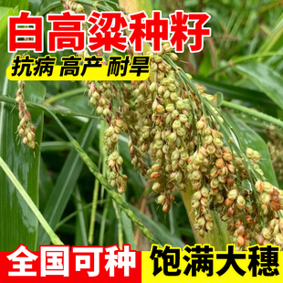 白高粱种子红高粱种籽正宗高产早熟四季酿酒高梁粮甜杆高粱红缨子