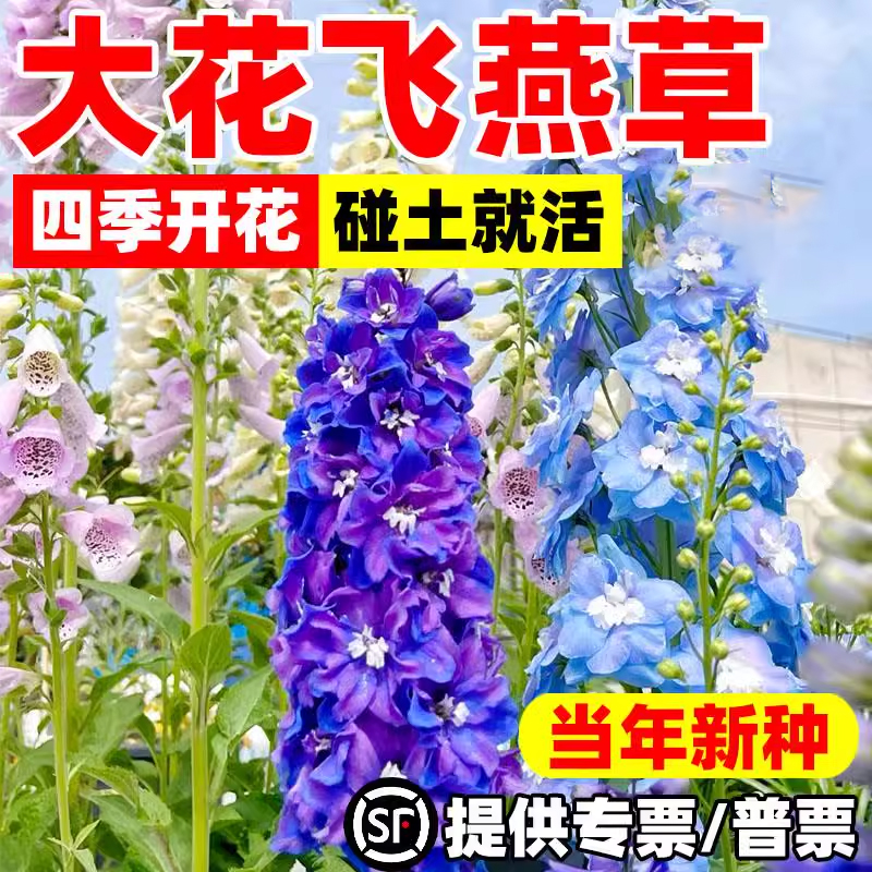 大花飞燕草庭院花种籽子四季播种