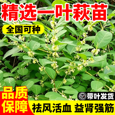 一叶萩树苗易成活庭院种植蜜源绿