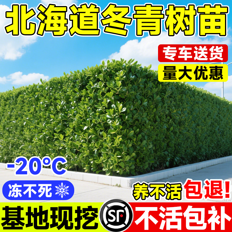冬青树苗大叶北海道黄杨法国北海