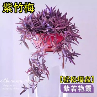 紫竹梅盆栽老桩花卉绿植吊兰植物紫罗兰室内阳台好养庭院四季垂吊
