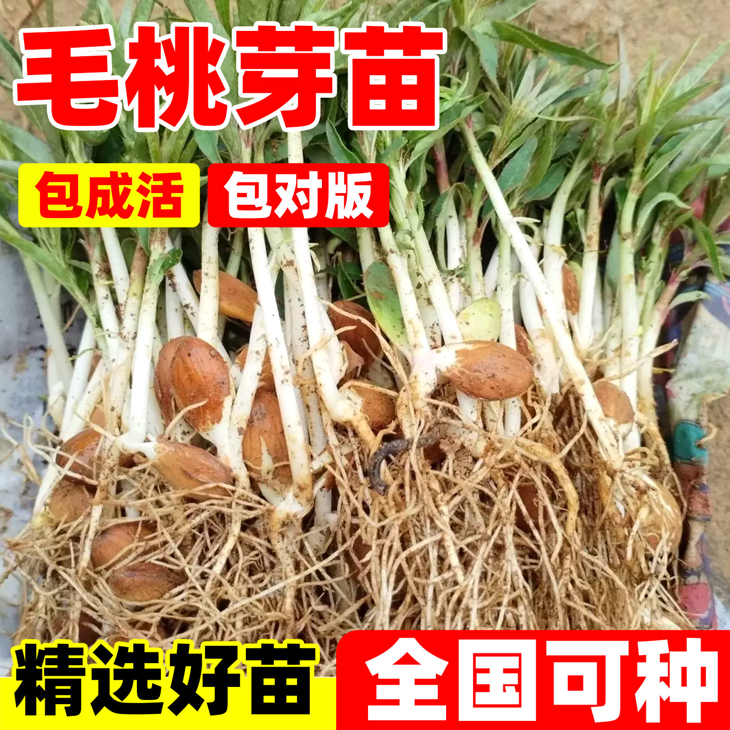毛桃芽苗毛桃小苗桃子实生苗直生