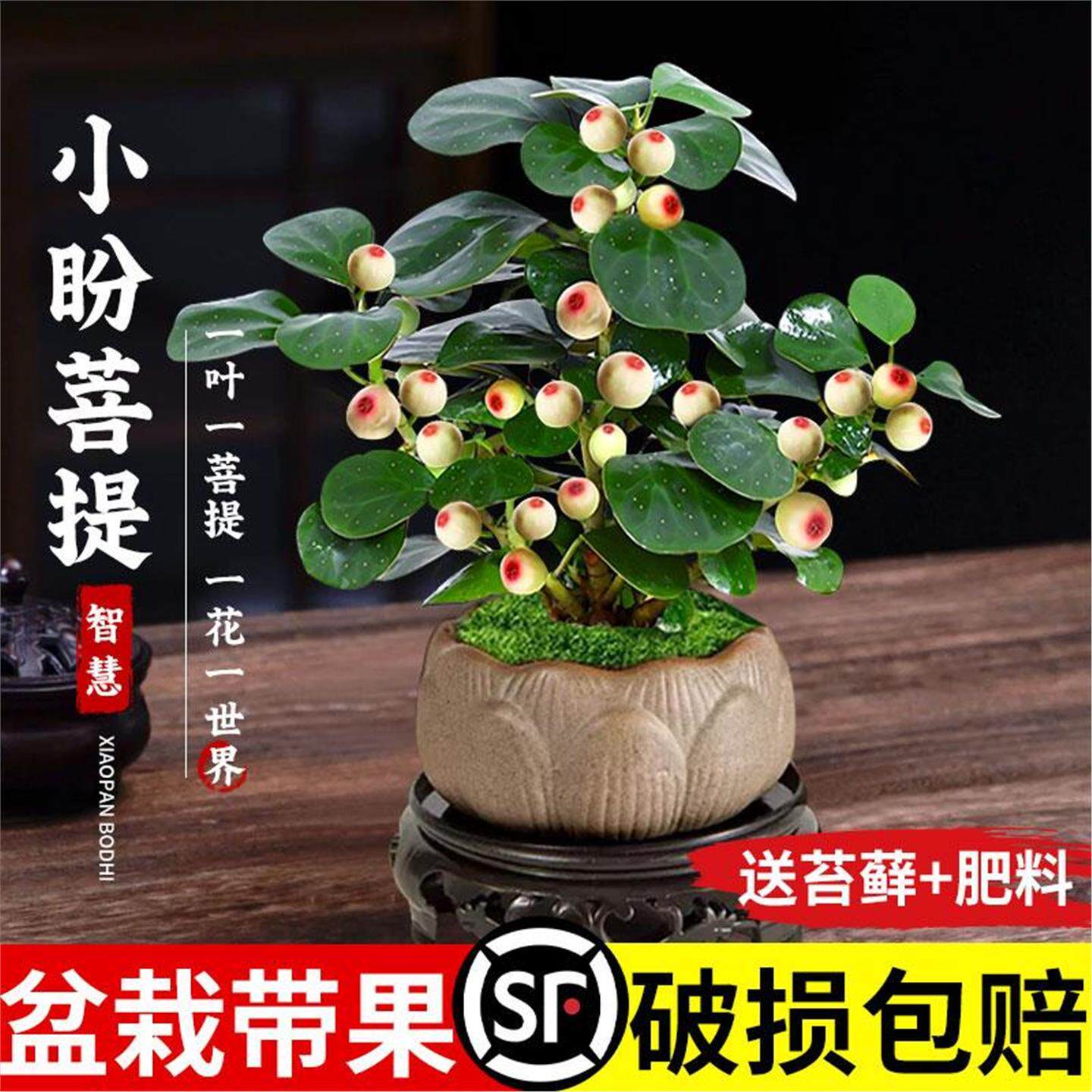 小盼菩提树盆栽带果真正茶