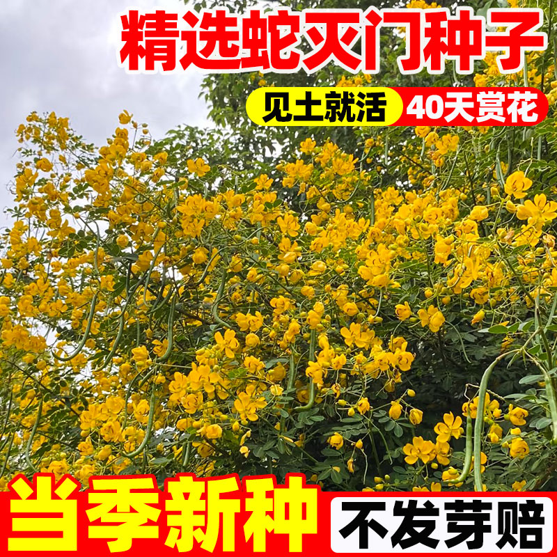 蛇灭门种子孑驱蛇虫草花种籽四季花卉望江南野决明籽庭院阳台盆栽