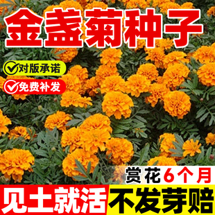 金盏菊花种子四季播种开花室外盆栽太阳花向日葵除虫菊花种籽子孑