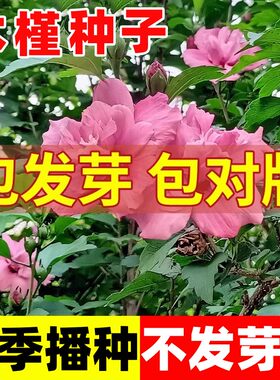 木槿花树种子四季种易活室外