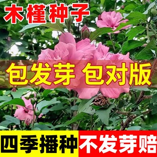 木槿花树种子花种子四季种易活室外庭院易种盆栽植物花卉木槿种子