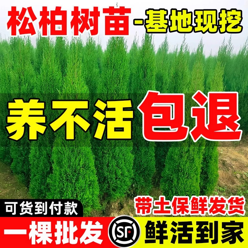 松柏树苗四季常青柏树塔柏图片