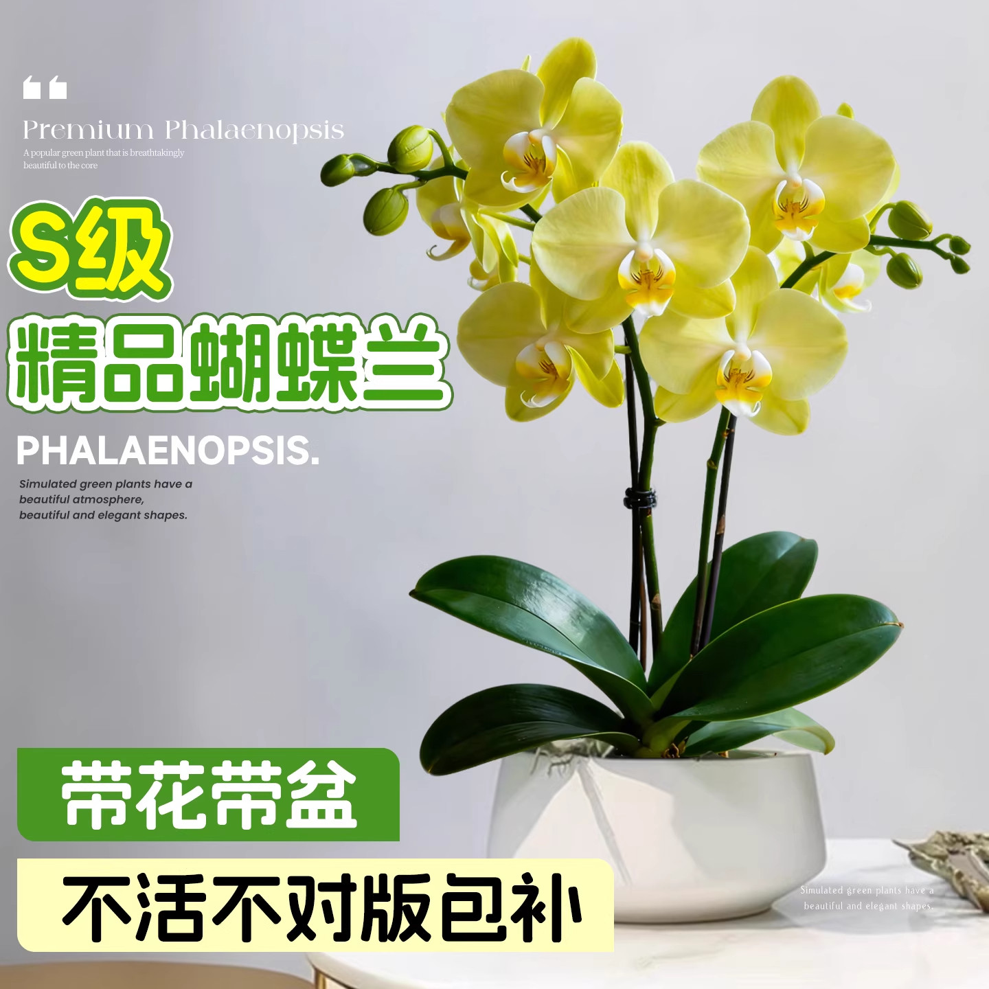蝴蝶兰带花盆栽花苗轻奢高级感兰