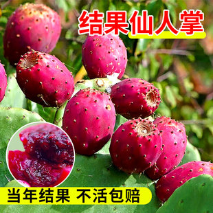 食用仙人掌果树苗盆栽水果阳台庭院四季种植不带土夏季观果植物苗
