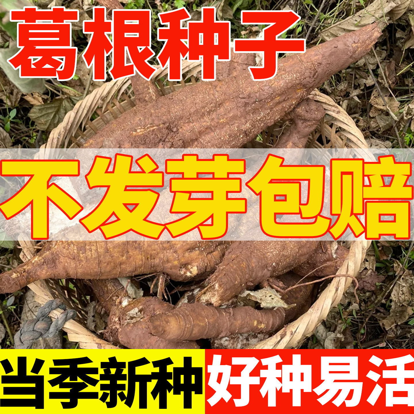 葛根种子葛根种苗四季种植易成活高产无渣粉葛沙葛耐寒旱药食两用