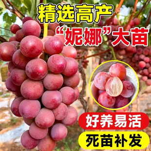 妮娜皇后葡萄苗特大果树果树当年结果阳台户外庭院子南北方易种植