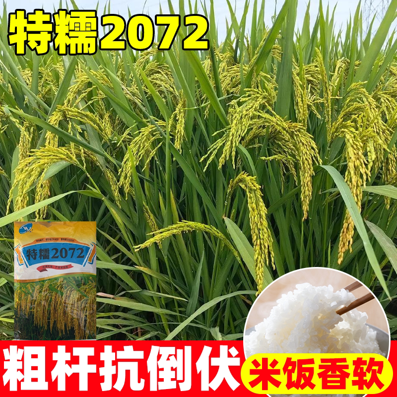特糯2072糯米香稻种子圆粒香糯杂图片