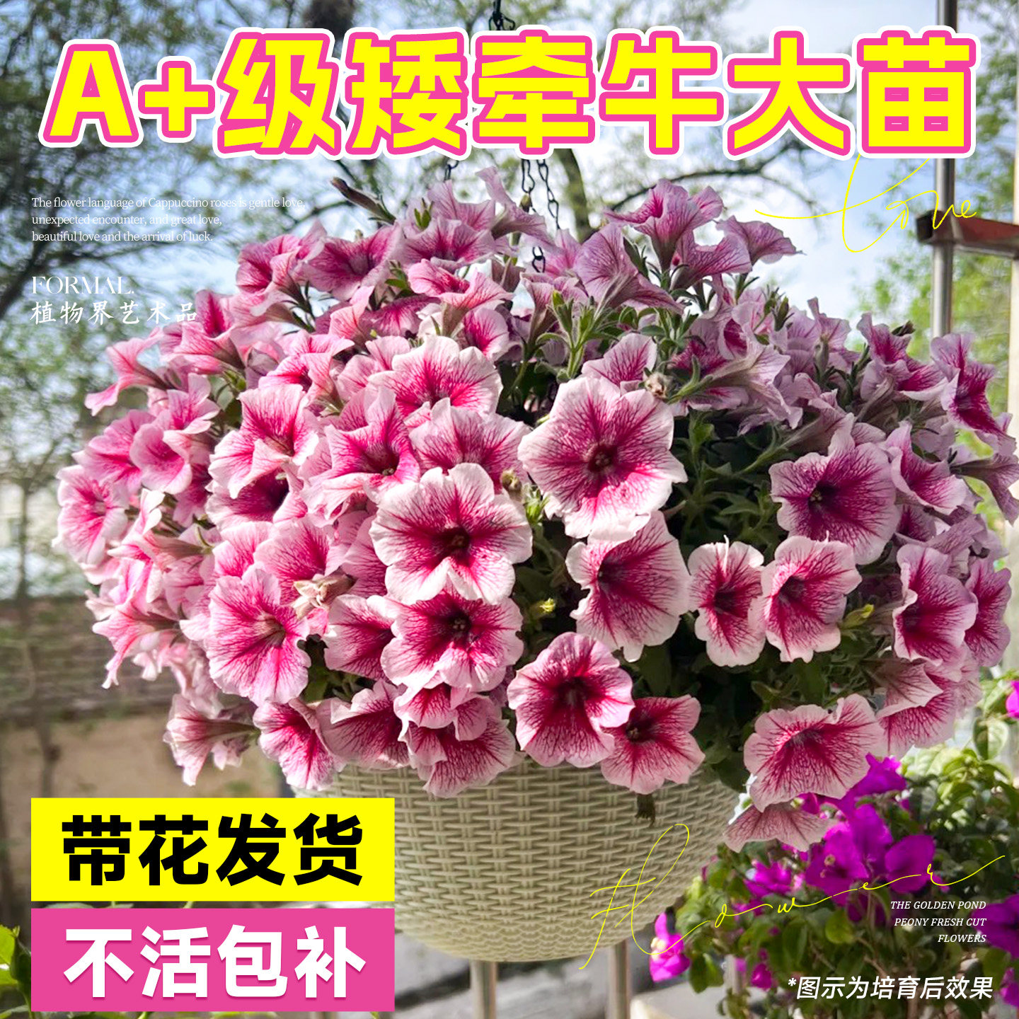 矮牵牛花苗盆栽带花苞阳台垂吊