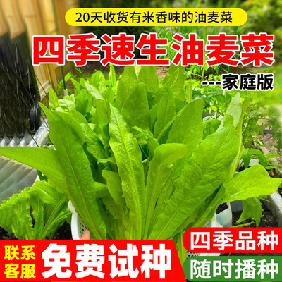 油麦菜种子甜脆清香无斑四