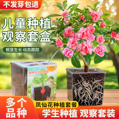 儿童种植学生实验观察小盆