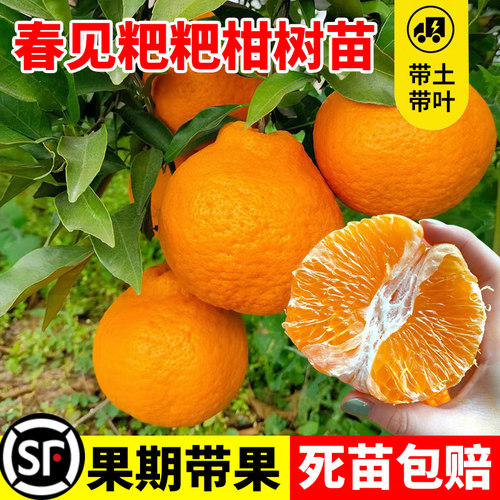 精品四川春见耙耙柑树苗嫁接丑橘