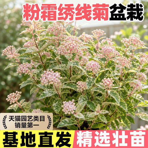 粉霜绣线菊花苗菱叶绣线菊耐寒庭