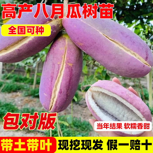 无籽八月瓜树苗盆栽南方庭