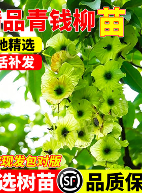 青钱柳苗木药材树枫杨树苗摇钱