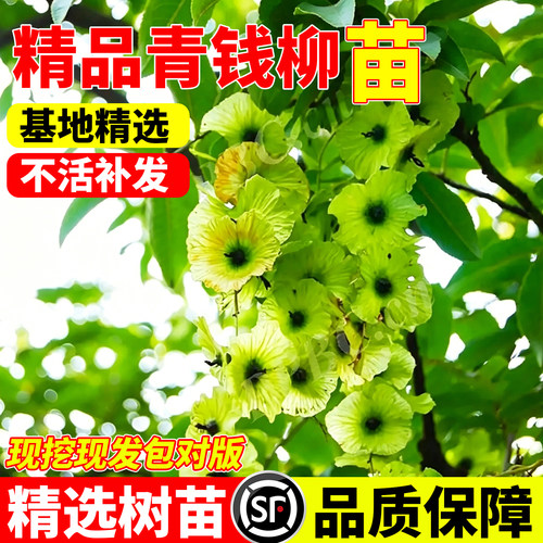 青钱柳苗木药材树枫杨树苗摇钱