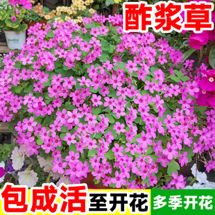 酢浆草种球紫叶酢浆草早花种子阳台庭院盆栽易成活醋浆草籽植物苗