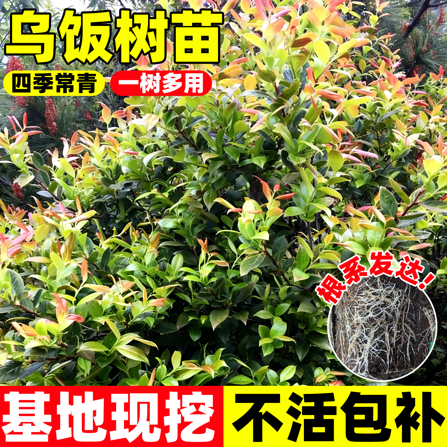 乌饭树苗四季种植地栽南烛大苗大南烛树苗南北方种植老桩观赏植物