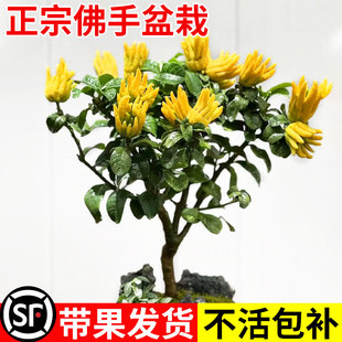 佛手树盆栽带果金华佛手柑树苗可食用香橼室内外阳台庭院四季绿植