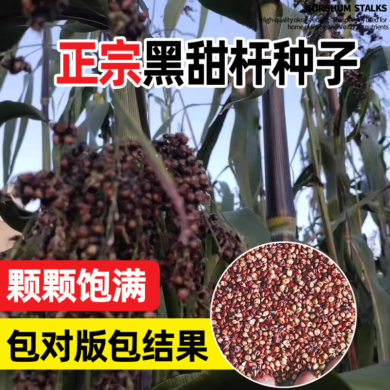 黑甜杆种子甜杆儿北方甘蔗高粱种籽孑甜秫秸超甜脆高糖甜杆小甘蔗