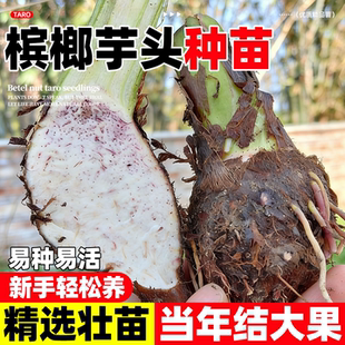 槟榔芋头种子苗广东正宗紫色大芋头香芋种子粉糯香甜带芽发货大苗