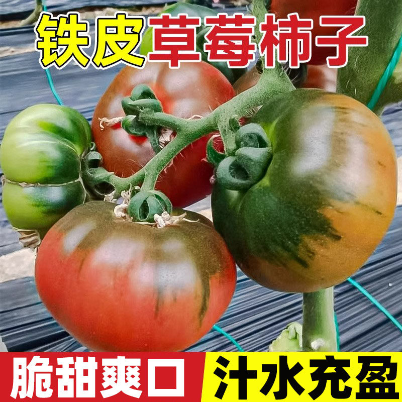 草莓西红柿种孑铁皮柿子种籽正宗丹东番茄种籽蔬菜苗沙瓤籽种秧苗