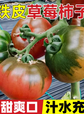 草莓西红柿种孑铁皮柿子种籽正宗