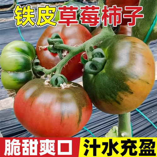 草莓西红柿种孑铁皮柿子种籽正宗