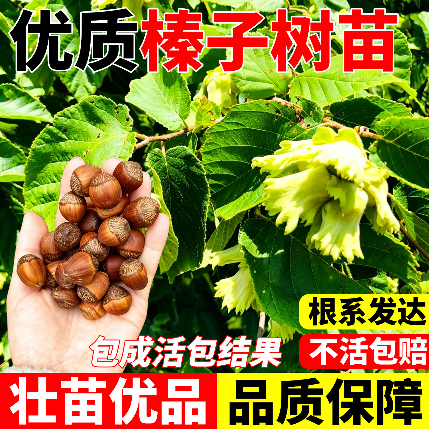 榛子树树苗美国大榛子苗树辽榛玉坠平欧地栽盆栽北方种植当年结果