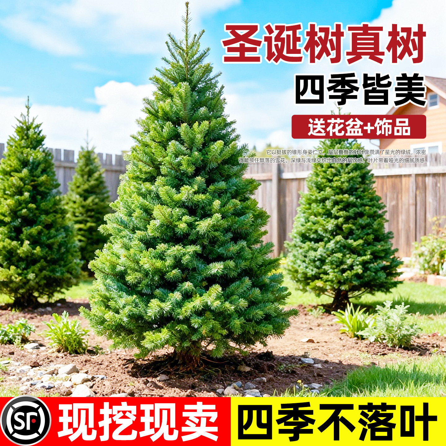 真的圣诞树盆栽真树活的挪威云杉