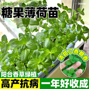 糖果薄荷盆栽苗阳台庭院四季种植易成活厨房料理食用薄荷香草大苗