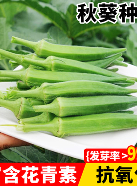 黄秋葵种子水果秋葵种籽高产红秋葵阳台庭院四季易种营养蔬菜种子