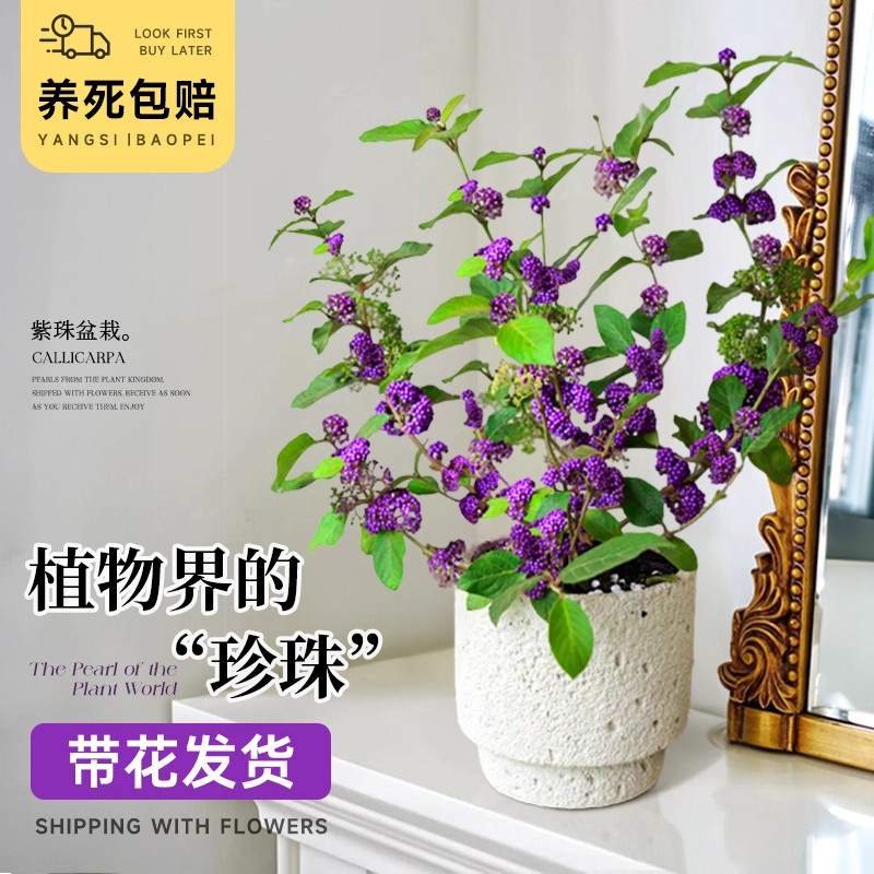 紫珠盆栽室内客厅桌面绿植日本紫