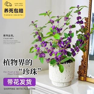 紫珠盆栽室内客厅桌面绿植日本紫珠盆景庭院耐阴四季好养开花花卉